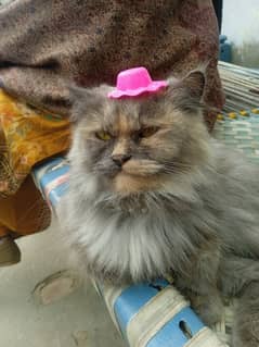 Persian Cat for Sale | Friendly & Vaccinated!