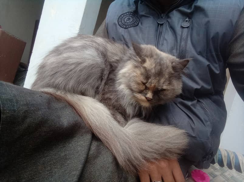 Persian Cat for Sale | Friendly & Vaccinated! 1