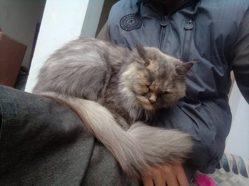 Persian Cat for Sale | Friendly & Vaccinated! 2