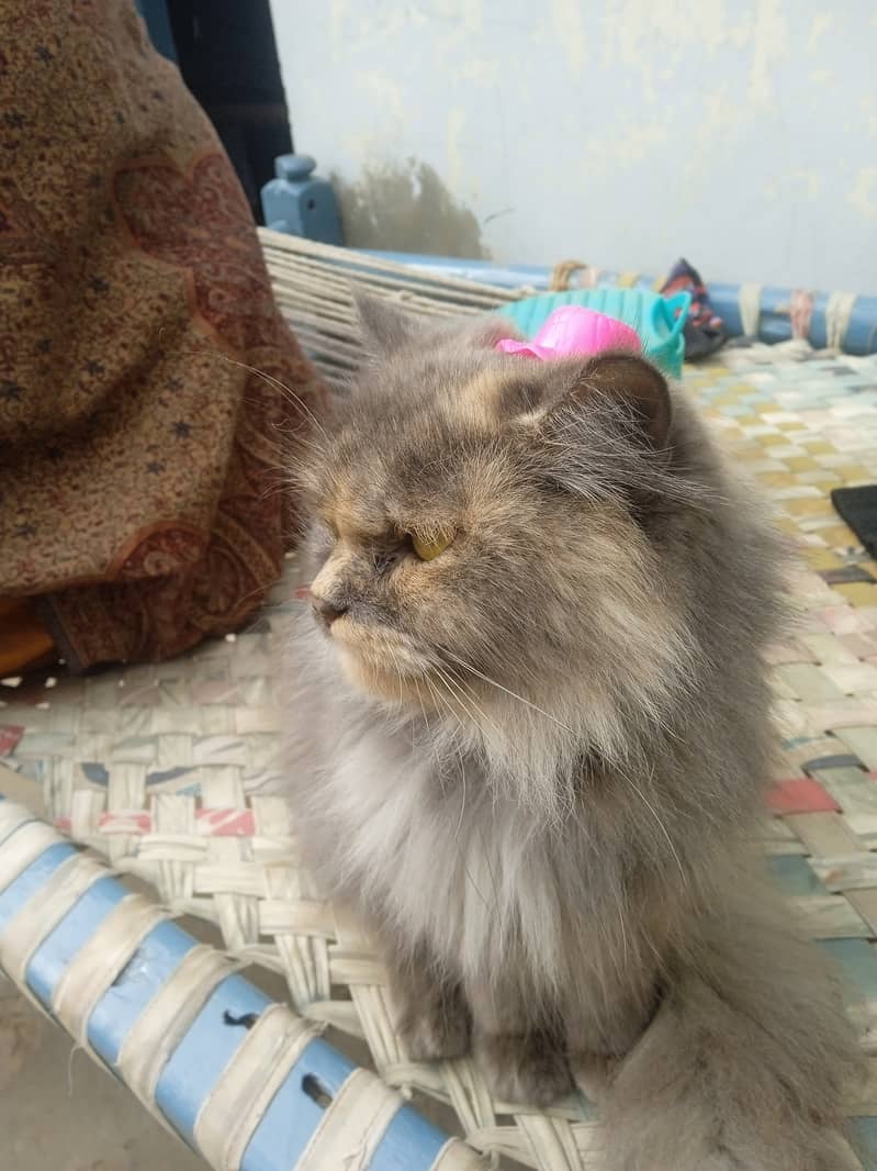 Persian Cat for Sale | Friendly & Vaccinated! 4