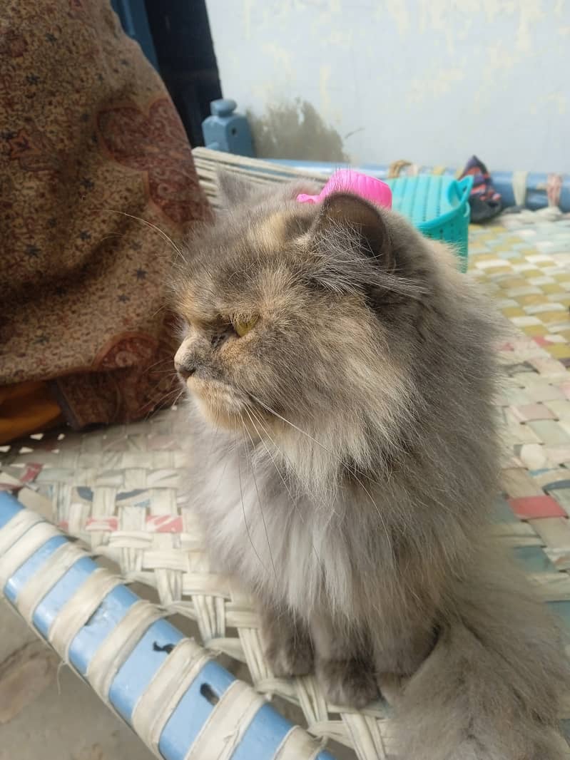 Persian Cat for Sale | Friendly & Vaccinated! 5