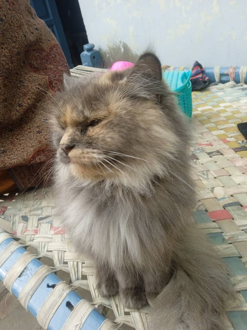 Persian Cat for Sale | Friendly & Vaccinated! 6