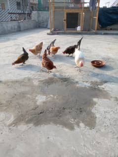 eggs laying 6 hens and 1 misri murga  for sale