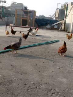 eggs laying Desi hens and 1 misri murga  for sale