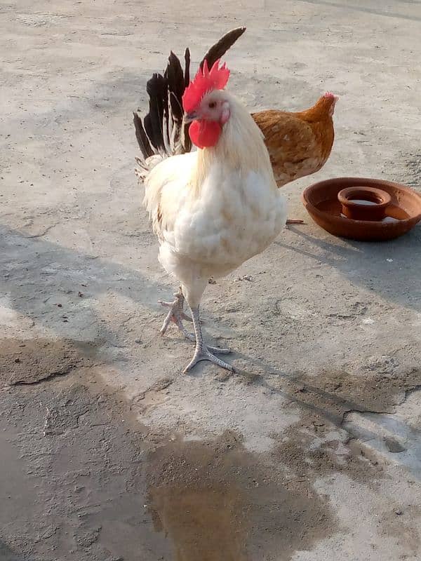 eggs laying Desi hens and 1 misri murga  for sale 6