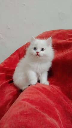 Persian kitten/ odd eyes kitten/ long coat kitten/ semi punch kitten