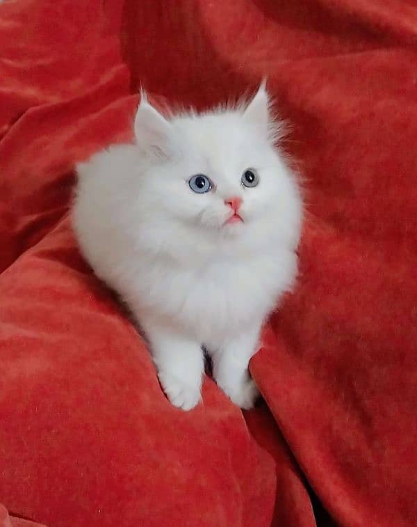 Persian kitten/ odd eyes kitten/ long coat kitten/ semi punch kitten 1