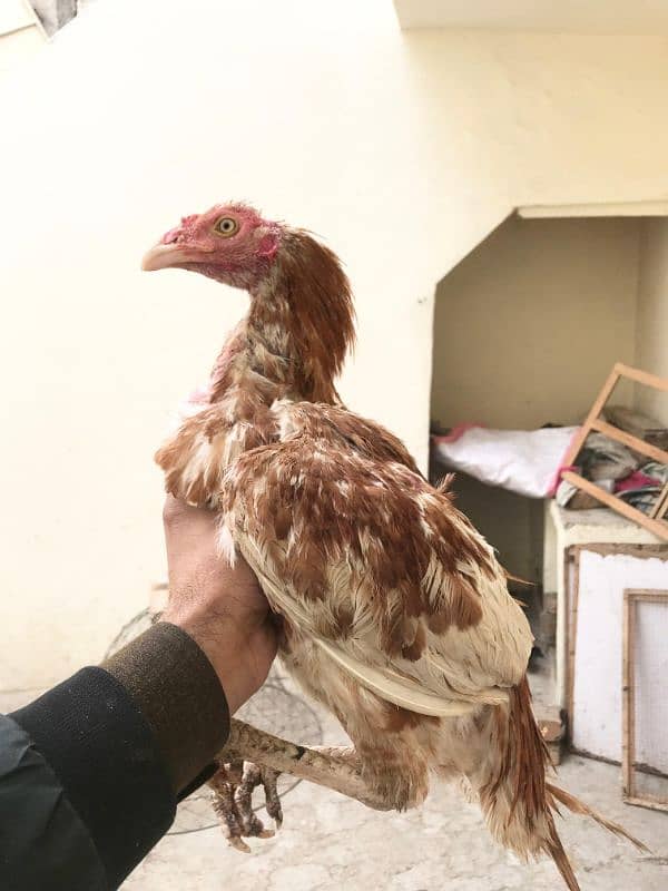 Hens | Aseel chicks | Mushka | Lassani | Lakha | Aseel Mianwali | 0