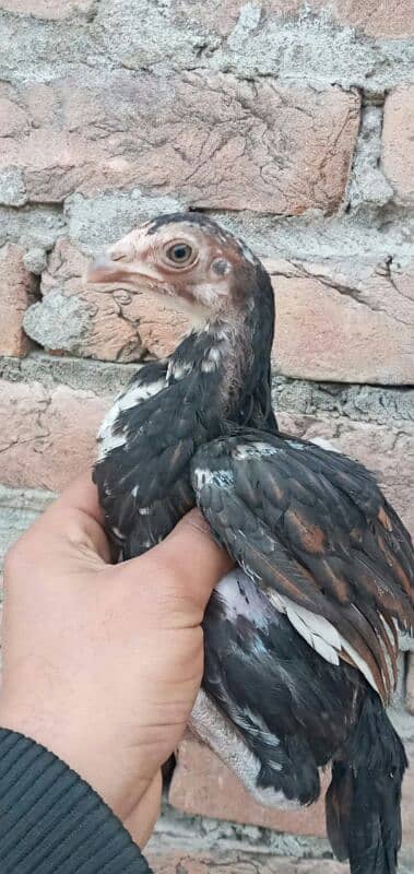 high quality peela cross chicks for sale 0