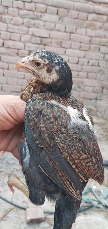 high quality peela cross chicks for sale 1