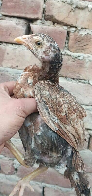 high quality peela cross chicks for sale 3