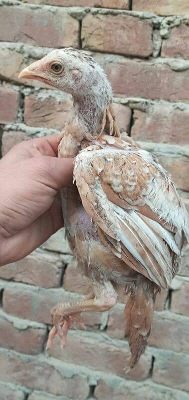 high quality peela cross chicks for sale 5