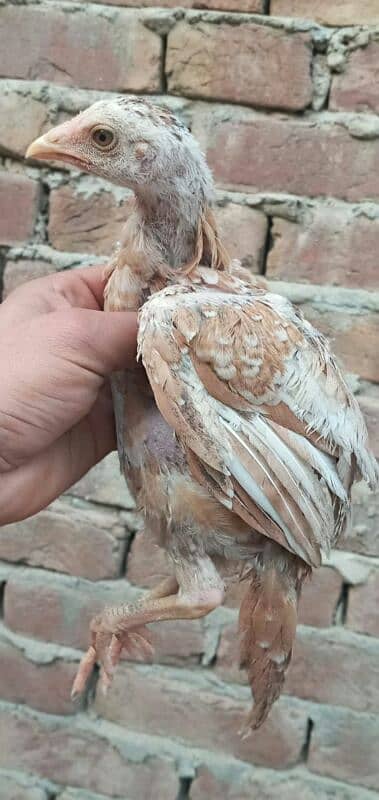 high quality peela cross chicks for sale 6