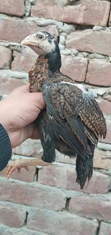 high quality peela cross chicks for sale 7