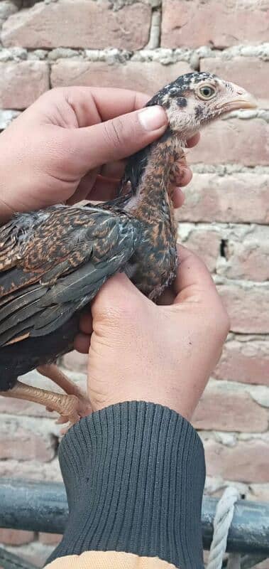 high quality peela cross chicks for sale 8