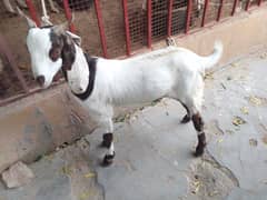 goats for sale | bakra | Bakri | desi bakra | kheera bakra