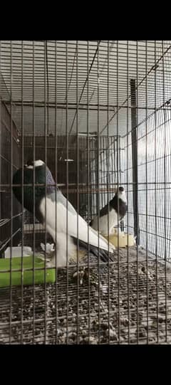 Blue magpie reverswing breeder pair on eggs