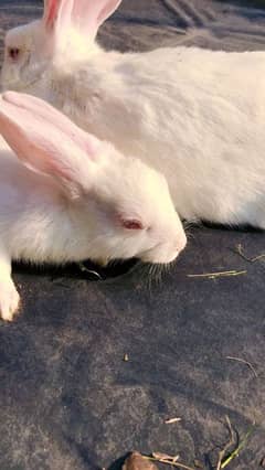 Rabbits for sale