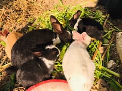 Rabbits for sale