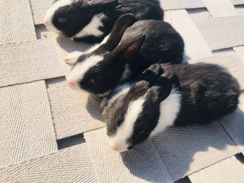 Rabbits for sale 1