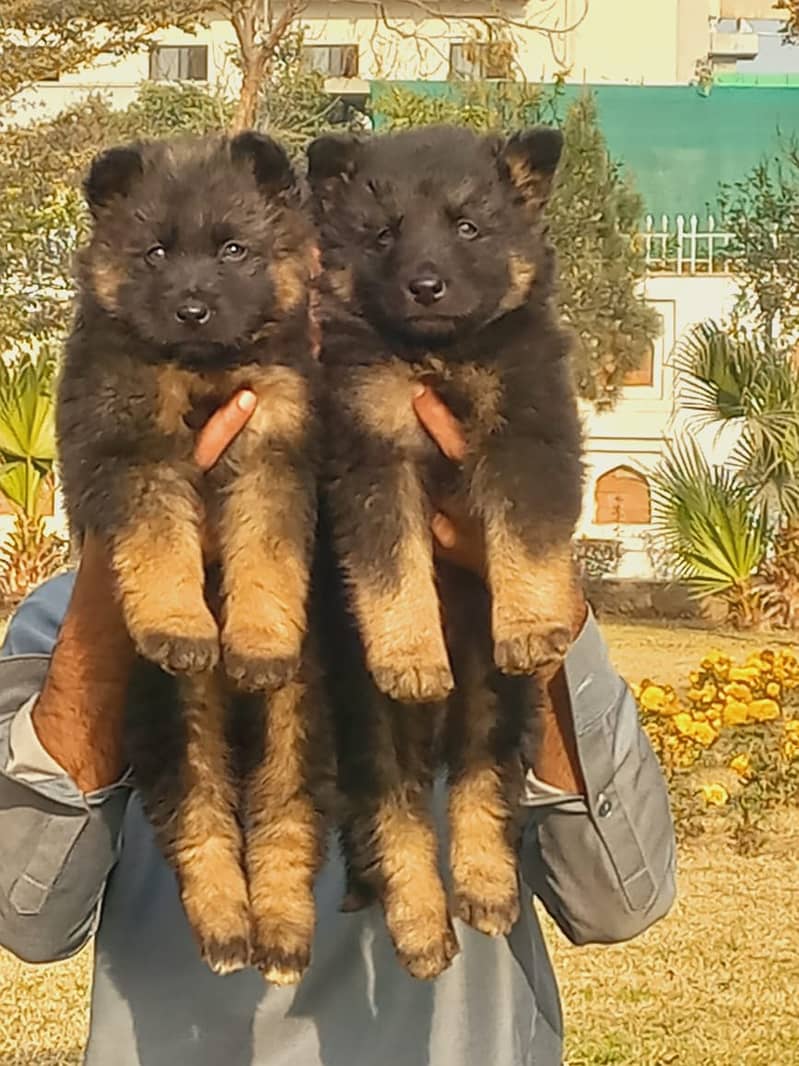 German Shepherd long coat puppies for sale 0