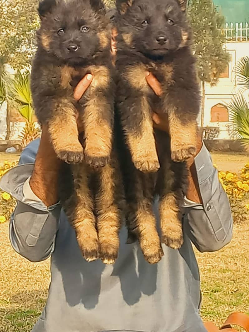 German Shepherd long coat puppies for sale 1