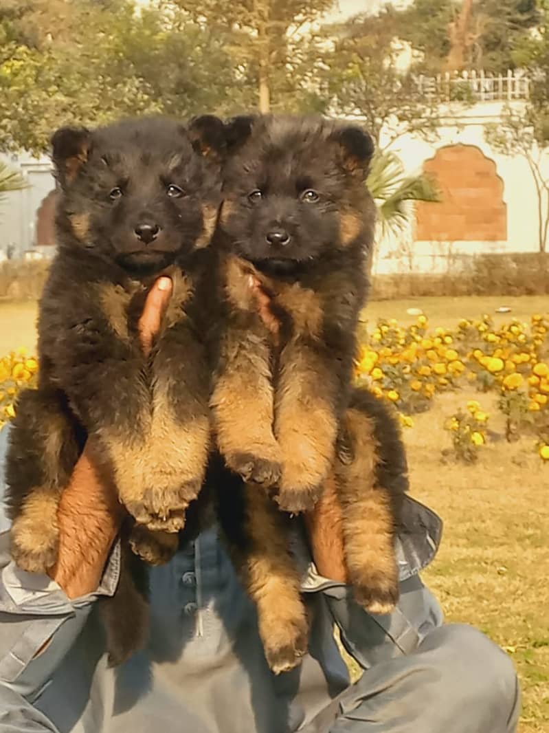 German Shepherd long coat puppies for sale 2