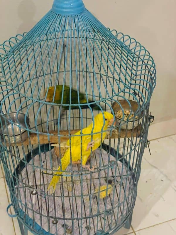 yellow ringneck 2-3 months 0