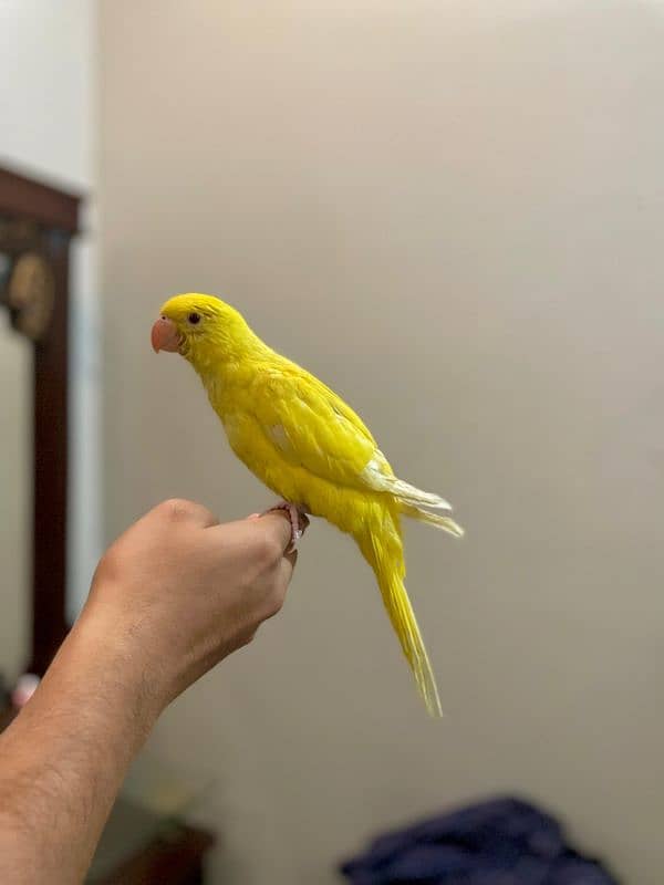 yellow ringneck 2-3 months 1