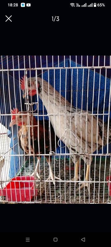 Hens for sale 2