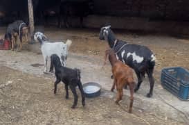 5 goats for sale