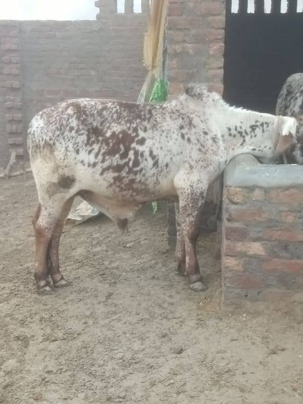 high Quality bull for sale 03014014108 1