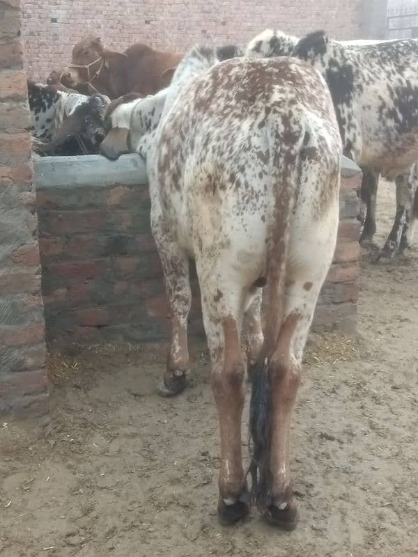 high Quality bull for sale 03014014108 3