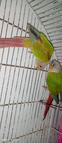 Pineapple Conure High Red Factor Breader Pair