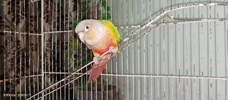 Pineapple Conure High Red Factor Breader Pair 1