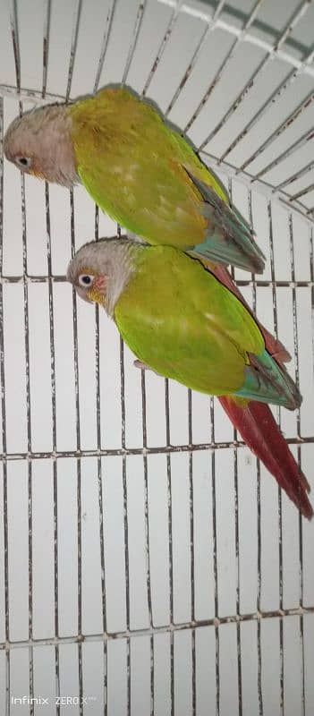 Pineapple Conure High Red Factor Breader Pair 2