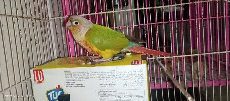 Pineapple Conure High Red Factor Breader Pair 3