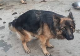 German shepherd long coat female & male