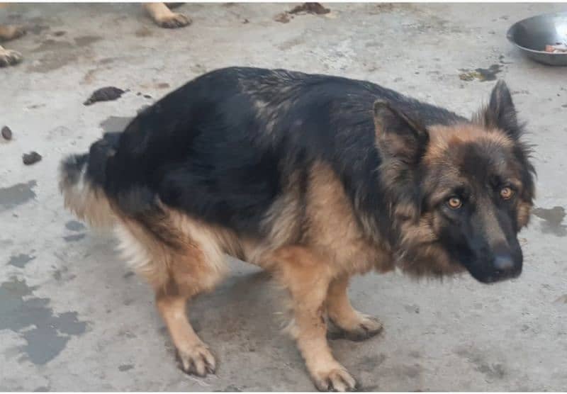 German shepherd long coat female & male 0