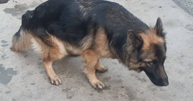 German shepherd long coat female & male 1