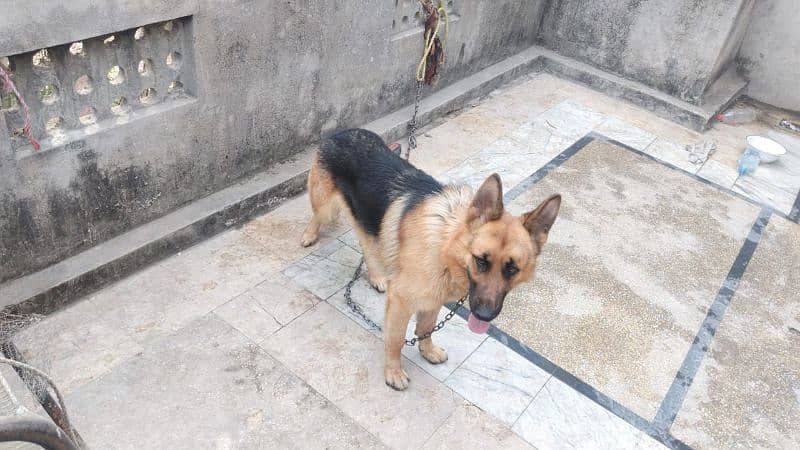 German shepherd long coat female & male 2