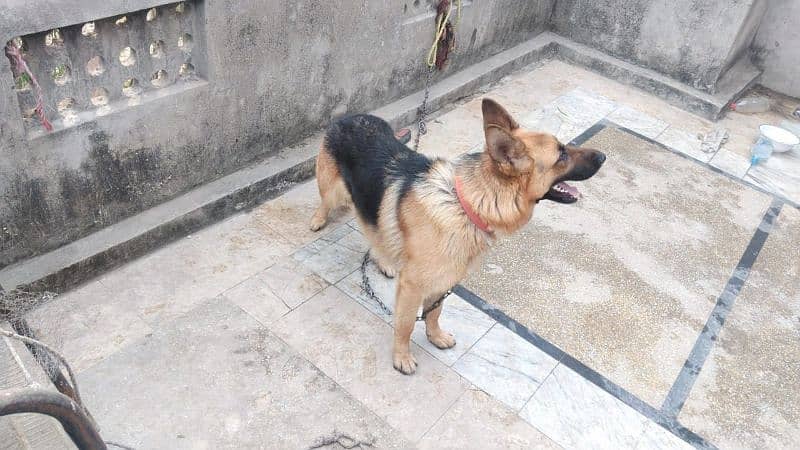 German shepherd long coat female & male 3