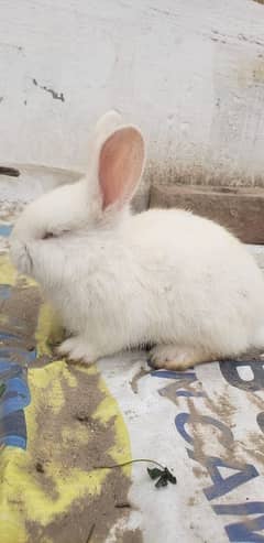 news land rabbits 100 % pur WhatsApp no 03269189860