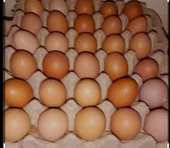 lohman brown egg and desi fertile eggs for sale