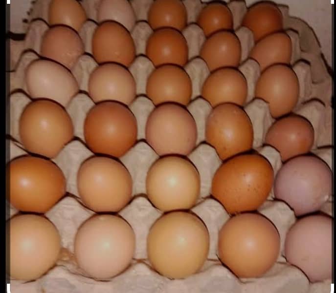 lohman brown egg and desi fertile eggs for sale 0