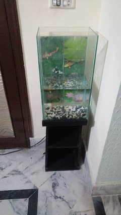 Fish Aquarium setup