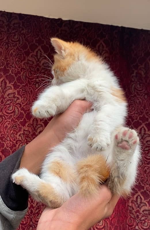 persian triple coated kitten for sale ‪+92 370 4678376‬ 1