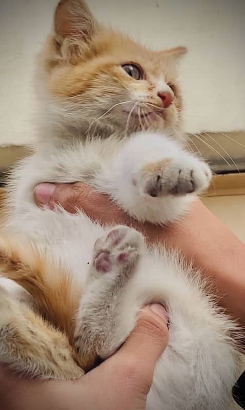 persian triple coated kitten for sale ‪+92 370 4678376‬ 2