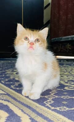 persian triple coated kitten for sale ‪+92 370 4678376‬