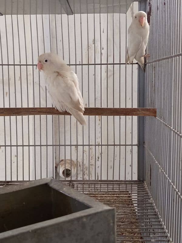 Albino black eye into red eye pair 2